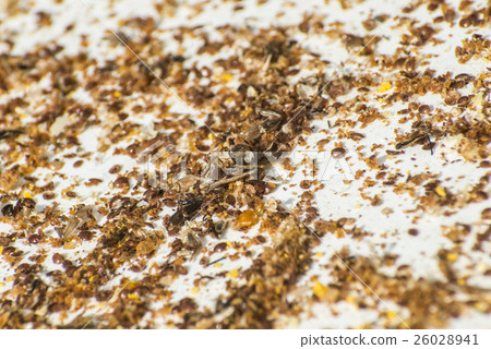 Honey bee beehive residue pollen varroa acarid Honey bee beehive residue pollen varroa acarid 26028941