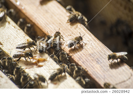 Honey bee beehive wooden Frame wax Honey bee beehive wooden Frame wax 26028942