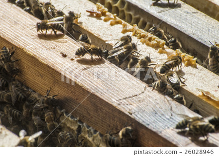 Honey bee beehive wooden Frame wax 2 26028946