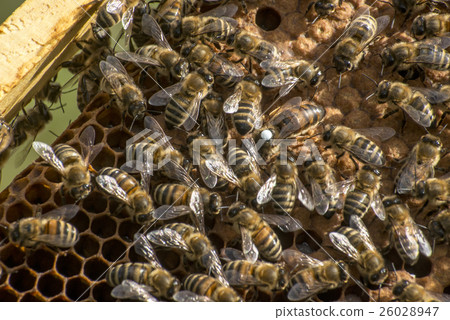 Honey bee beehive Wax Frame white mark queen 26028947