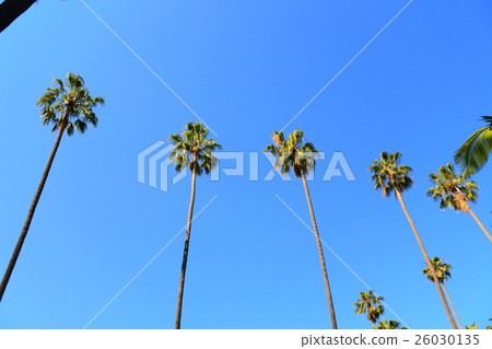 Palm tree 26030135