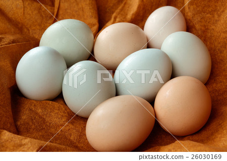 Arrowana雞蛋 Arrowana雞蛋 26030169