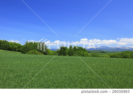北海道美瑛鎮初夏高原 26030865