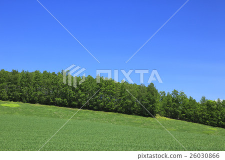 北海道美瑛鎮麥田和白樺林 26030866