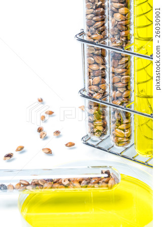 Wheat genetically modified, Plant Cell, Petri Dish Wheat genetically modified, Plant Cell, Petri Dish 26030901