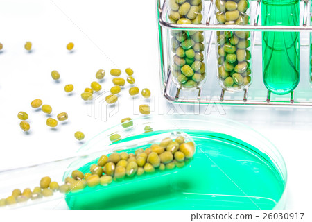 Mung Bean genetically modified, Plant Cell Mung Bean genetically modified, Plant Cell 26030917