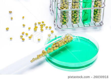 Mung Bean genetically modified, Plant Cell Mung Bean genetically modified, Plant Cell 26030918