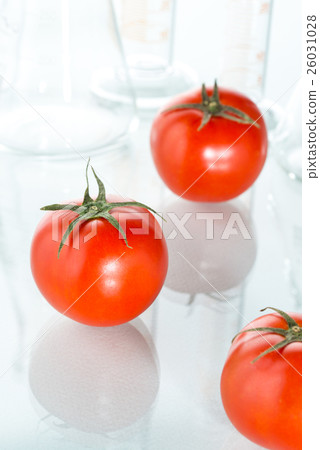 genetic modification red tomato laboratory 26031028