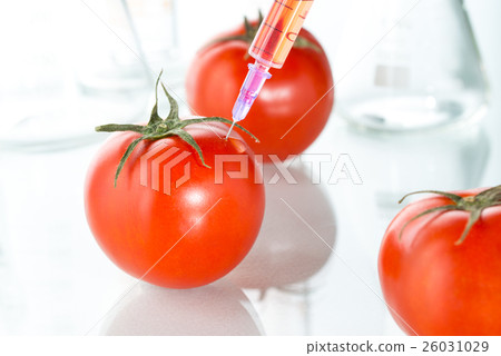 genetic modification red tomato laboratory 26031029