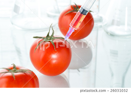 genetic modification red tomato laboratory 26031032
