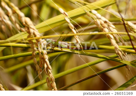 Inaho蝗蟲 26031169