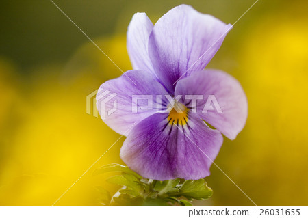 Pansy Pansy 26031655