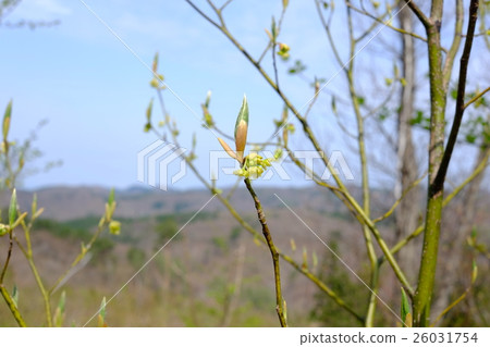 Forest, spring landscape 26031754