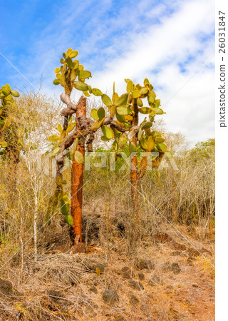 Cactus trees in Galapagos islands Cactus trees in Galapagos islands 26031847