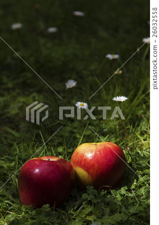 草地上的蘋果 草地上的蘋果 26032558