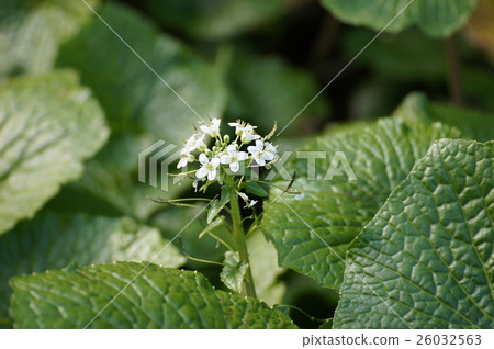 芥末花 26032563