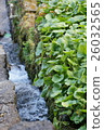 Wasabi field water stream vertical 26032565