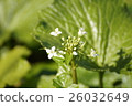 Wasabi flower up 26032649