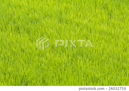 新鮮的綠色米風景日本的米領域 26032750