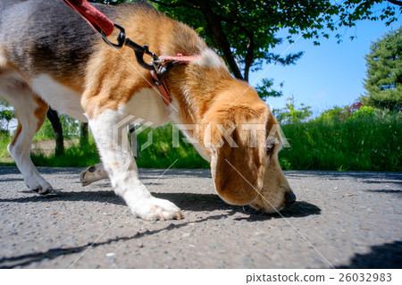 小獵犬走路時跟踪氣味 小獵犬走路時跟踪氣味 26032983
