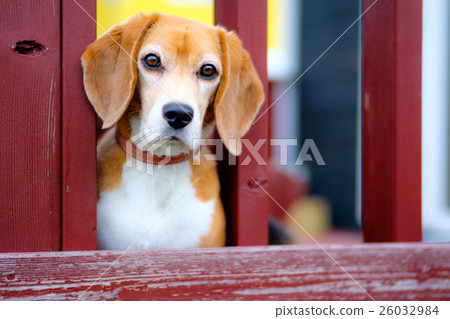 偷看從木甲板的小獵犬 偷看從木甲板的小獵犬 26032984