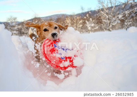 小獵犬跑在凍飛過飛盤 小獵犬跑在凍飛過飛盤 26032985