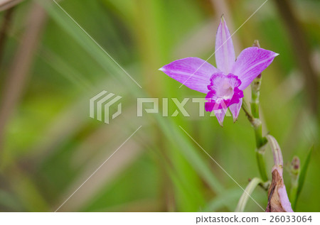 bamboo orchid is beautiful flower and have white 26033064