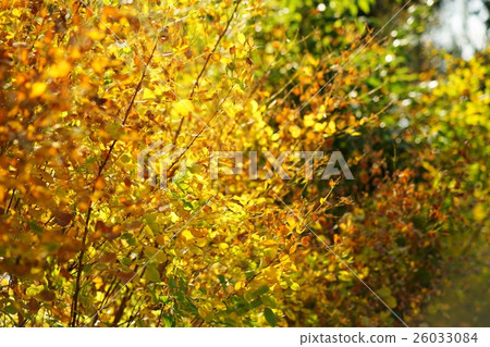 Hagi's yellow leaves Hagi's yellow leaves 26033084
