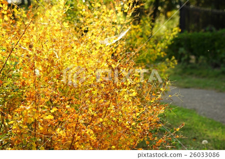 Hagi's yellow leaves Hagi's yellow leaves 26033086