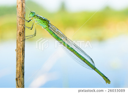 Standing Statute Tombo (female) 26033089