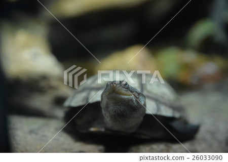 Tortoise in front 26033090