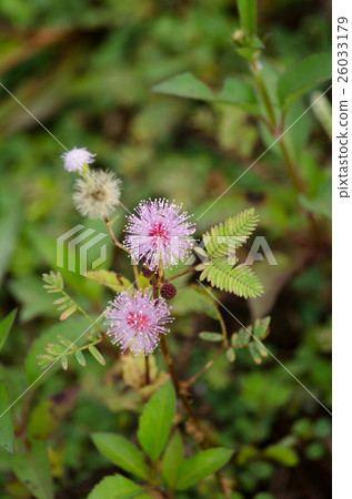Sensitive plant, Sleeping grass, Shameplant 26033179