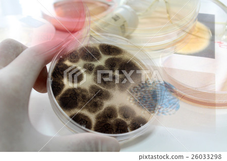 研究形象 26033298