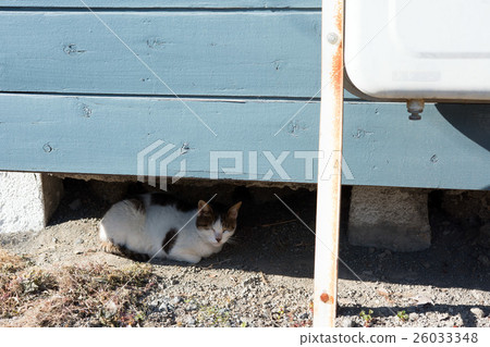 睡覺的貓 26033348