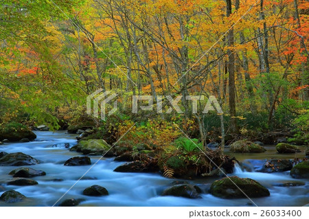 Oirase Gorge with autumn leaves Oirase Gorge with autumn leaves 26033400