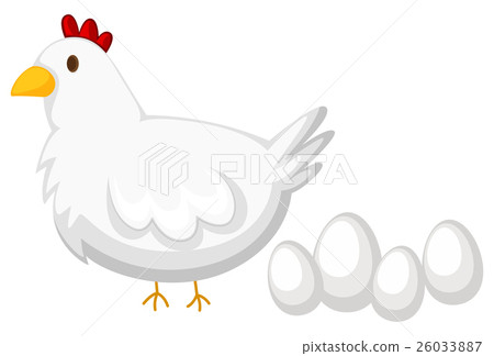 Chicken with white feather and four eggs 26033887