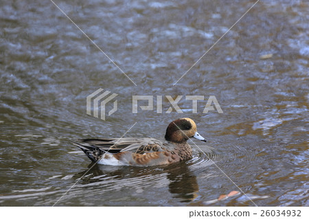 Wigeon Wigeon 26034932