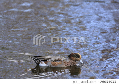 Wigeon Wigeon 26034933