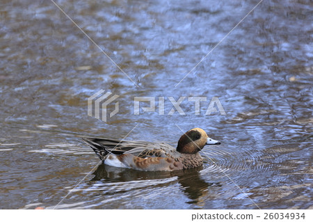 Wigeon Wigeon 26034934