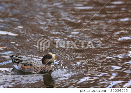 Wigeon Wigeon 26034935