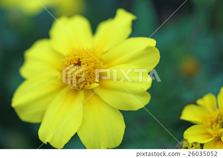 Marigold  26035052