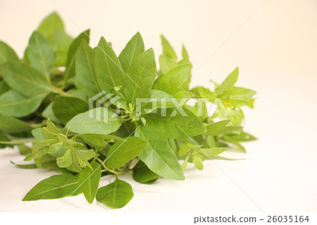 竹葉（枸杞葉） 26035164