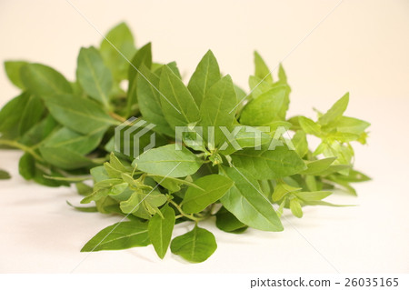 竹葉(枸杞葉) 竹葉(枸杞葉) 26035165