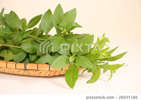 竹葉(枸杞葉) 竹葉(枸杞葉) 26035166