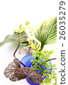 Green Arrangement 26035279