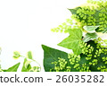 Green frame 26035282