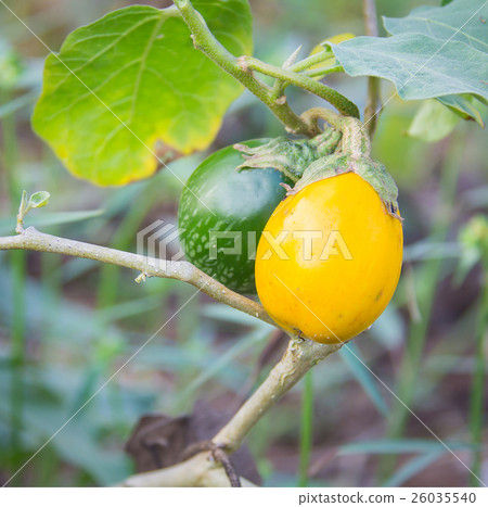 Yellow ripe eggplant Yellow ripe eggplant 26035540
