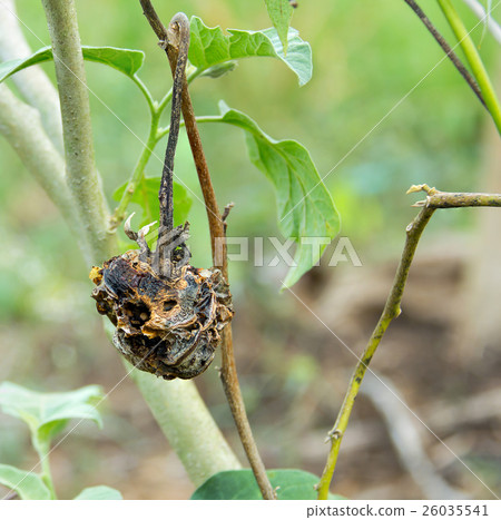 Rotten eggplant on the tree in the garden. 26035541