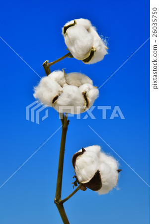 棉花 26035750