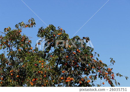 卓有成效的柿樹 卓有成效的柿樹 26035751